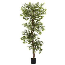 Looking for an ideal "bold yet airy" accent plant. Then look no further than this astonishing silk reproduction of a "Topiary-style" Roman Ficus Tree. Standing a full 72” that's 6 ft. tall when fully extended),