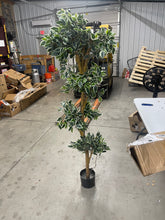 Looking for an ideal "bold yet airy" accent plant. Then look no further than this astonishing silk reproduction of a "Topiary-style" Roman Ficus Tree. Standing a full 72” that's 6 ft. tall when fully extended),