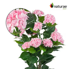 Artificial 37 in. pink hydrangea in black pot- new