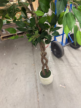 6 ft. Artificial Ficus Tree with Realistic Leaves and White Planter- new